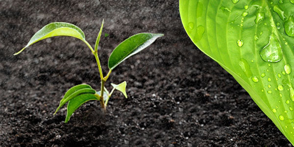 Agriculture 